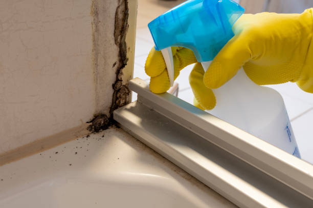Best Mold Cleaning Services  in Bear Creek, FL