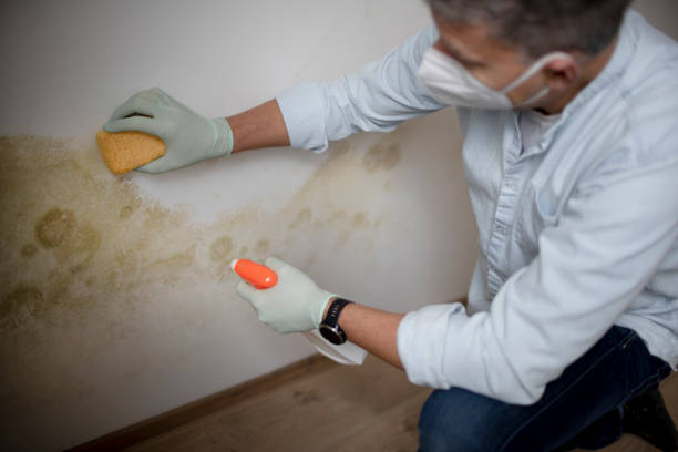 Best Toxic Mold Removal  in Bear Creek, FL