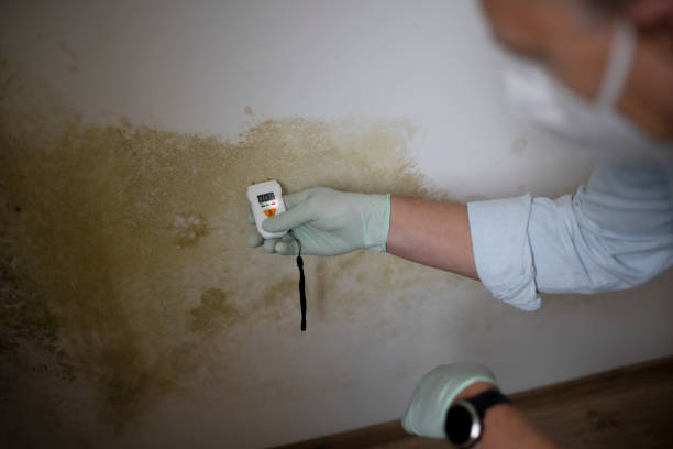 Best Residential Mold Removal  in Bear Creek, FL