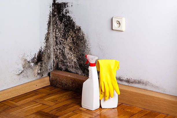 Best Mold Remediation  in Bear Creek, FL