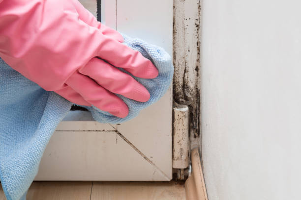 Office Mold Removal Services in Bear Creek, FL
