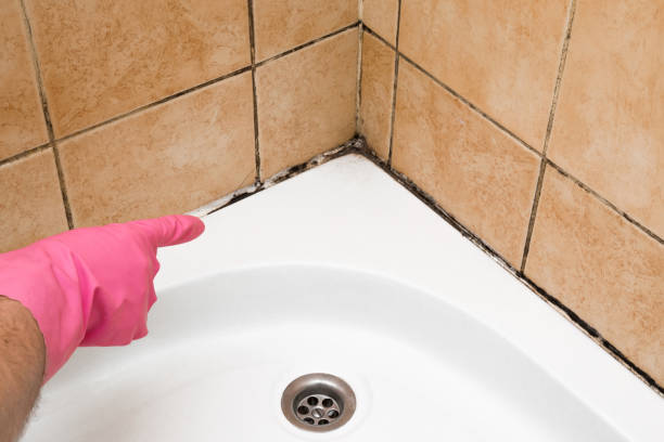Certified Mold Removal in Bear Creek, FL