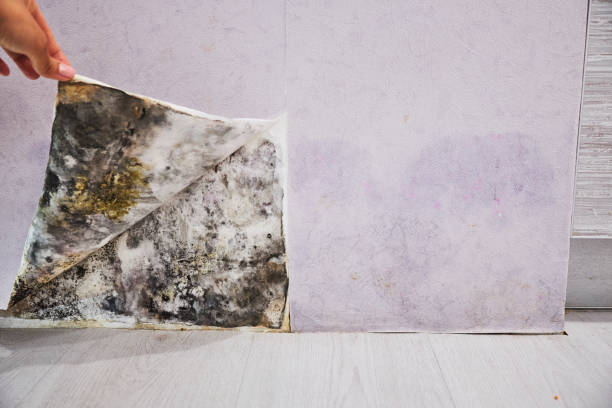 Water Damage Restoration in Bear Creek, FL